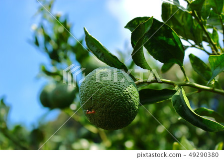 Citrus, fruit, rural, 49290380