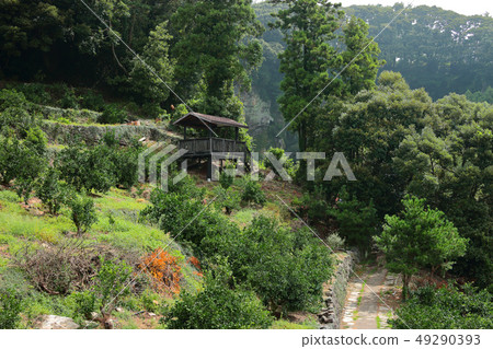 Jeju rural landscape, rural, attic, Jeju rural landscape, rural, attic, 49290393