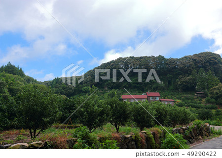 Jeju Rural Area, Landscape, Jeju Rural Area, Landscape, 49290422