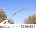 Wild asparagus 49290434