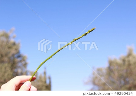 Wild asparagus 49290434