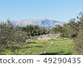 Korcula Island in spring rich in nature 49290435