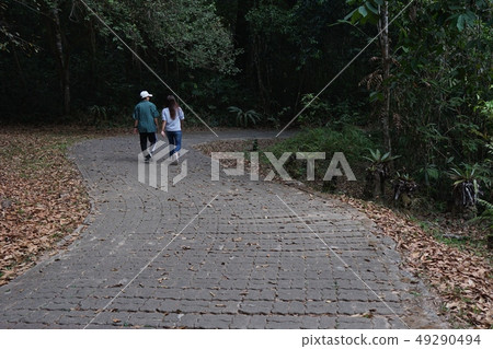 Beautiful walkway in the forest Beautiful walkway in the forest 49290494
