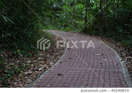 Beautiful walkway in the forest Beautiful walkway in the forest 49290654