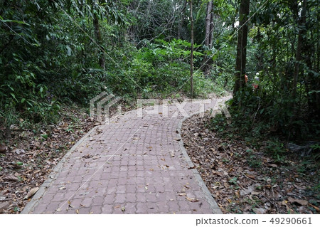 Beautiful walkway in the forest Beautiful walkway in the forest 49290661