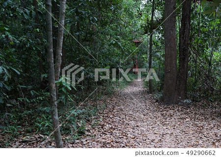 Beautiful walkway in the forest Beautiful walkway in the forest 49290662