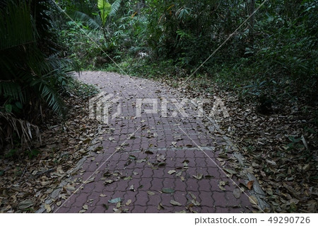 Beautiful walkway in the forest 49290726
