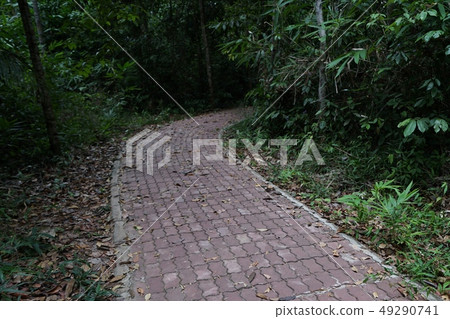 Beautiful walkway in the forest 49290741