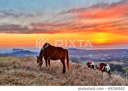 Sunrise at Yongnuni Oreum, Horse Sunrise at Yongnuni Oreum, Horse 49290882