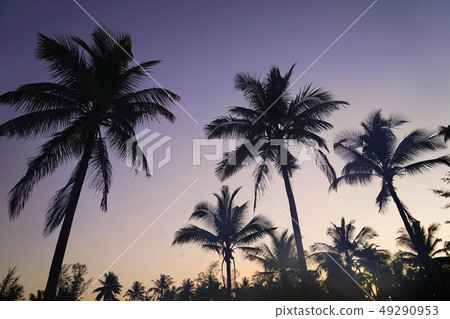 Coconut trees on the beach. Coconut trees on the beach. 49290953