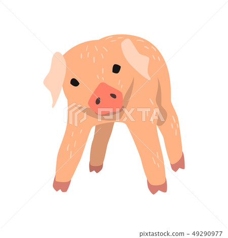 Cute cartoon little pig vector Illustration on a white background Cute cartoon little pig vector Illustration on a white background 49290977