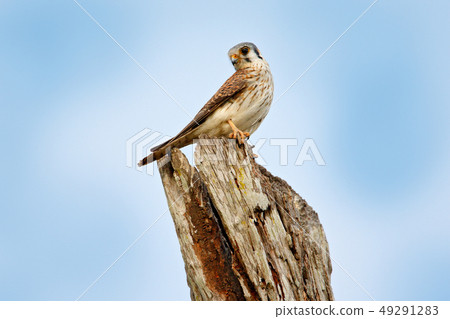 American kestrel Falco sparverius, on the trunk 49291283