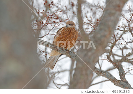 Black kite, Milvus migrans, sitting on the tree Black kite, Milvus migrans, sitting on the tree 49291285