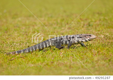 Tegu, Tupinambis merianae, big reptile in nature Tegu, Tupinambis merianae, big reptile in nature 49291287