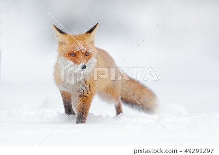 Red fox in white snow. Cold winter with orange fox Red fox in white snow. Cold winter with orange fox 49291297