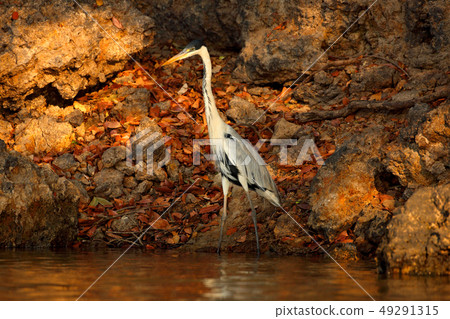 Cocoi heron, Ardea cocoi, bird with evening light 49291315