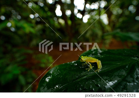 Frog in tropical habitat. Fleschmanns Glass Frog 49291328