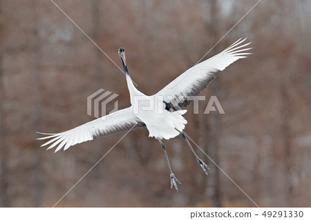 Flying White bird Red-crowned crane Flying White bird Red-crowned crane 49291330