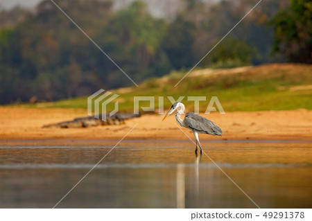 Cocoi heron, Ardea cocoi, bird with evening light 49291378