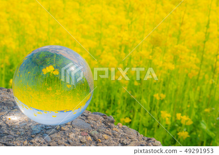 Bloom in flowers Bloom in flowers 49291953