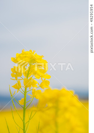 A flower in the sky A flower in the sky 49291954