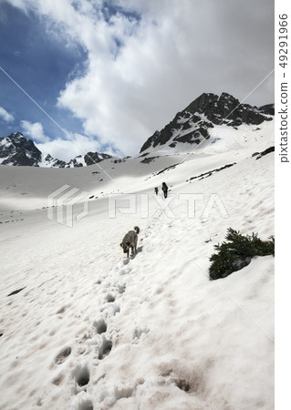 Hikers and dog in snowy mountains and blue sky 49291966