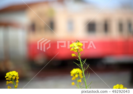 Cooperation with old vehicles and rape blossoms at Kuniyoshi Station: Isumi City, Chiba Prefecture, Club Tourism Inc. 49292043
