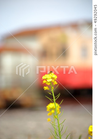 Cooperation with old vehicles and rape blossoms at Kuniyoshi Station: Isumi City, Chiba Prefecture, Club Tourism Inc. 49292045