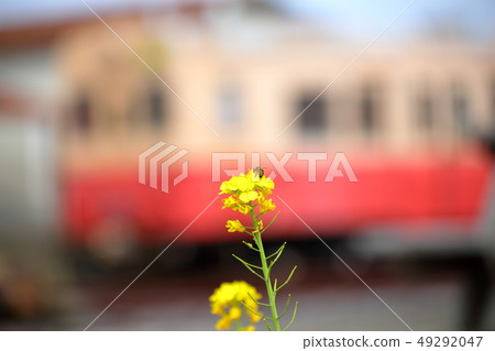 在Kuniyoshi車站與舊車和油菜花合作：千葉縣Isumi市，Club Tourism Inc. 49292047