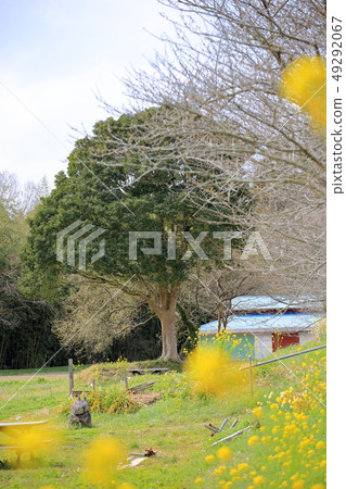 Kuniyoshi Station Kazeyoshi Plaza的強姦花和大樹照片:千葉縣Isumi City,Club Tourism Inc. Kuniyoshi Station Kazeyoshi Plaza的強姦花和大樹照片:千葉縣Isumi City,Club Tourism Inc. 49292067