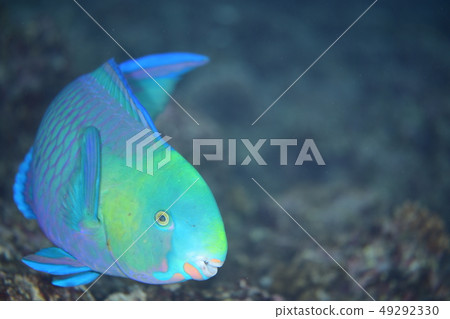 White-tailed butterfly White-tailed butterfly 49292330