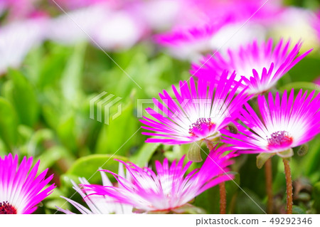 Livingston Daisy 49292346