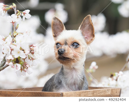 Sakura and Yorkshire Terrier 49292404