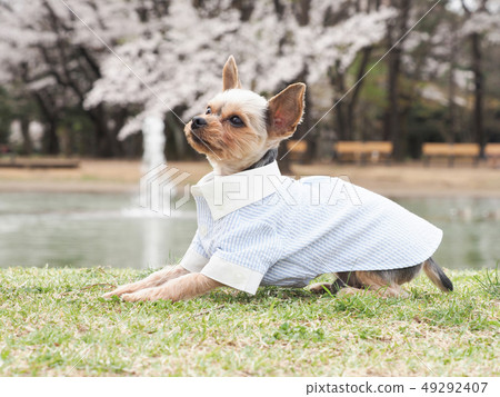 Sakura and Yorkshire Terrier 49292407