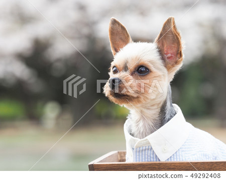Sakura and Yorkshire Terrier 49292408