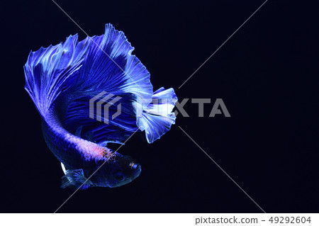 Blue fighting fish. 49292604