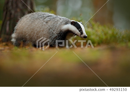 Badger in forest, animal in nature habitat 49293150