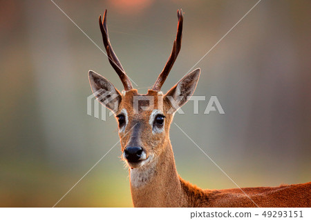 Portrait of Pampas Deer, Ozotoceros bezoarticus 49293151