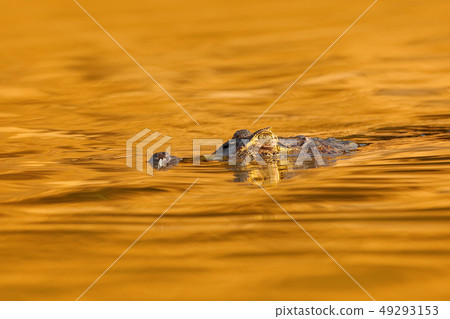 Yacare Caiman, in dark orange water surface 49293153