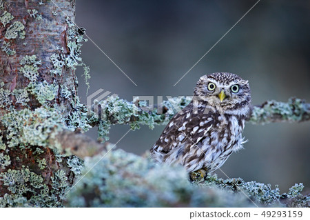 Winter scene with Little Owl, Athene noctua Winter scene with Little Owl, Athene noctua 49293159