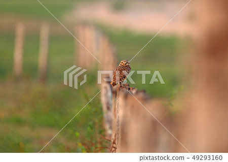 Animal in the nature habitat, Mato Grosso 49293160