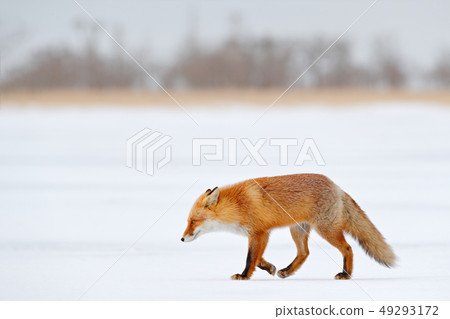 Red fox in white snow. Orange coat animal nature Red fox in white snow. Orange coat animal nature 49293172