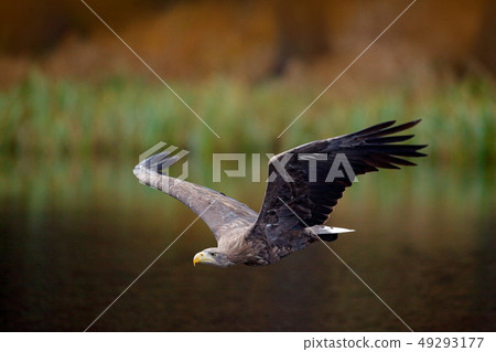 White-tailed Eagle flying above surface 49293177