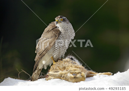 Goshawk, bird of prey with killed hare Goshawk, bird of prey with killed hare 49293185