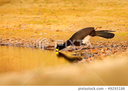 Curassow drinking lake water 49293186