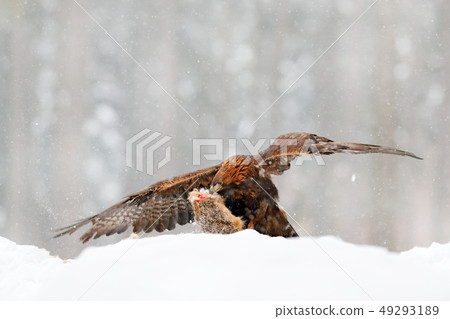 Golden Eagle with catch hare in snowy winter 49293189
