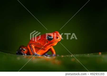 Red Strawberry poison dart frog 49293193