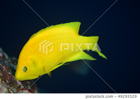 Gichibera Gichibera 49293329