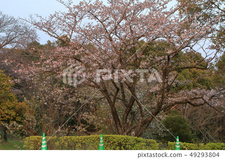 Omuta City Amagiyama Park Cherry blossoms Omuta City Amagiyama Park Cherry blossoms 49293804