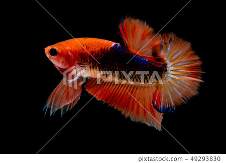 Betta fish Fight in the aquarium Betta fish Fight in the aquarium 49293830